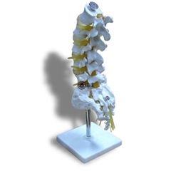 腰椎帶尾椎骨模型(XC-119)
