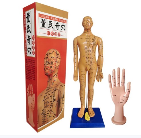 董氏奇穴針灸模型(金色/簡體字)