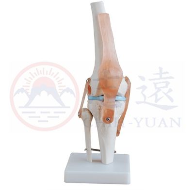 膝關節韌帶功能模型(XC-111)