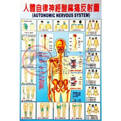 人體自律神經酸麻痛反射圖