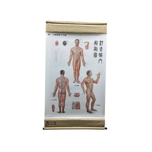 新編針灸腧穴掛圖(1套4張)