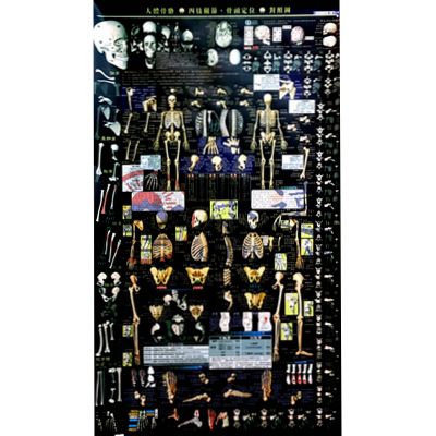 人體骨骼、四肢關節、骨頭定位對照掛圖