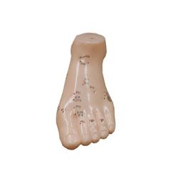 足部穴位模型(一支左腳) 大 7*15cm
