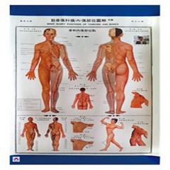 筋骨傷科損(內)傷部位圖解掛圖
