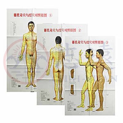 董氏奇穴與經穴對照圖(1套3張)<font color=
