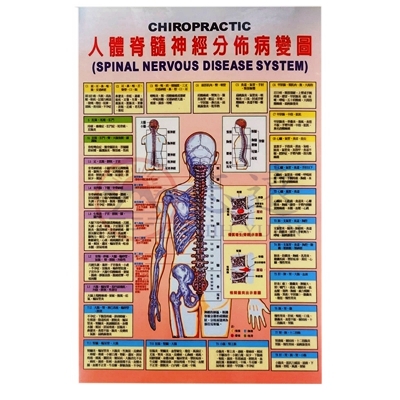 人體脊髓神經分佈病變圖