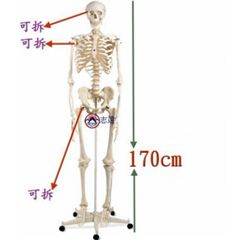 德國3B成人全身骨架模型(A10)