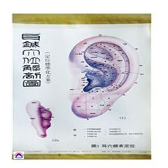 耳鍼穴位解剖掛圖(1套3張)