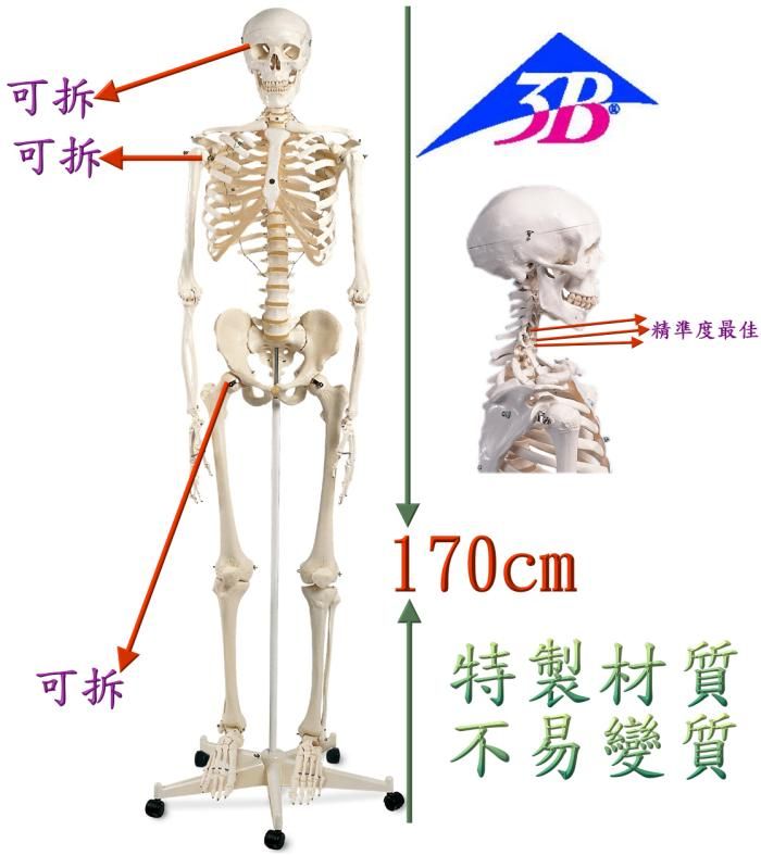 新品】人体骨格模型 A10 全身 おしかっ 日本スリービー・サイエンティ 